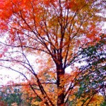 Maple (Secretary Tree)