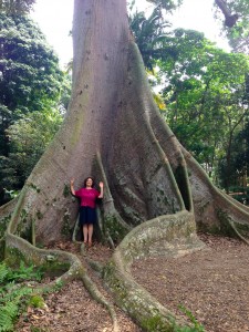 Elisa in Singapore: Kapok tree