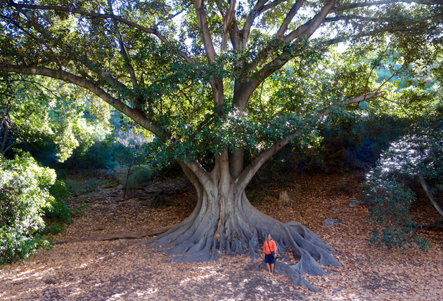 Moreton Bay Fig with Kriti, Tree Love workshop, Perth, Australia